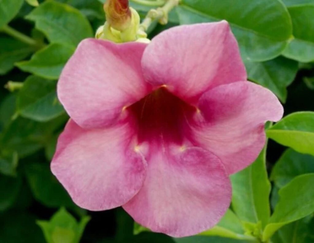Alamanda
