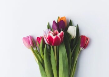 A beleza e o significado das Tulipas