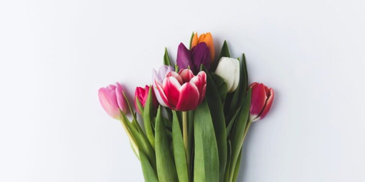 A variedade de cores das tulipas - depositphotos.com / AntonMatyukha