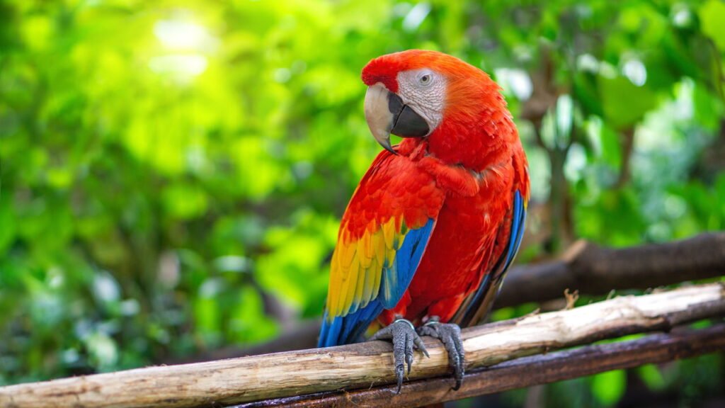 Arara-vermelha