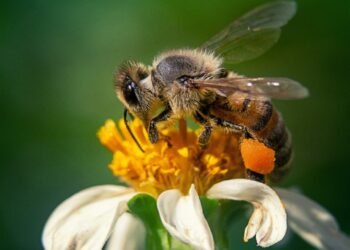 Os insetos com as picadas mais dolorosas do mundo