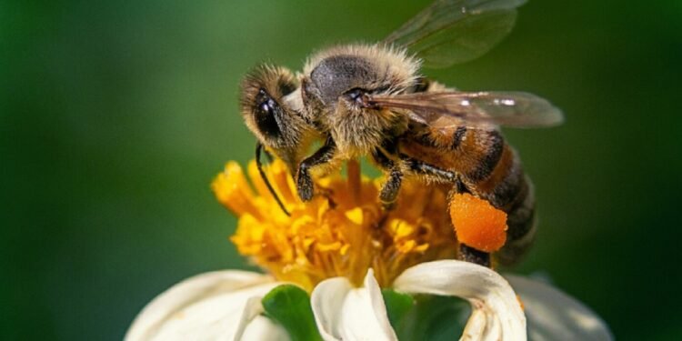 Uma picada de um inseto pode causar muita dor - freepik