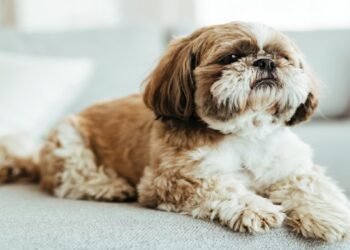 O cachorro certo para o seu apê