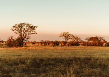 Cerrado: o berço da vida que pode perder seus símbolos naturais