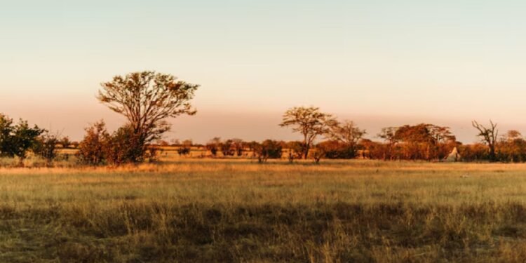 O Cerrado é um dos maiores biomas do Brasil - freepik