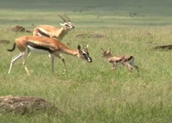 Gazela-de-Thomson: O relâmpago da savana africana