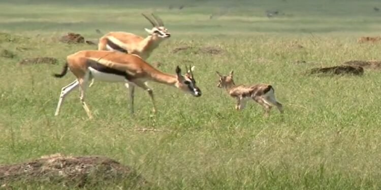 Um do animais mais velozes do mundo - Reprodução/Youtube