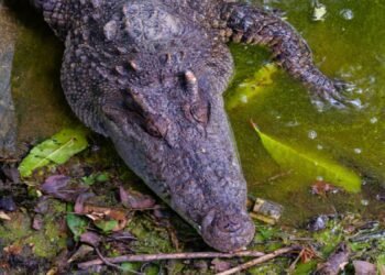 Jacaré-do-Pantanal: guardião das águas e da vida ribeirinha