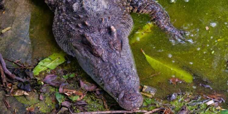 Um dos animais mais importantes do centro-oeste - freepik