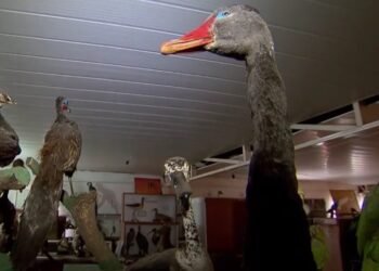 Maior museu do mundo dedicado às aves fica em Goiânia: Conheça as atrações