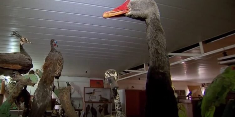 Museu de Ornitologia de Goiânia José Hidasi -Reprodução