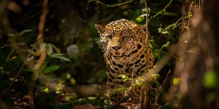 A onça-pintada é um animal famoso da fauna brasileira - freepik
