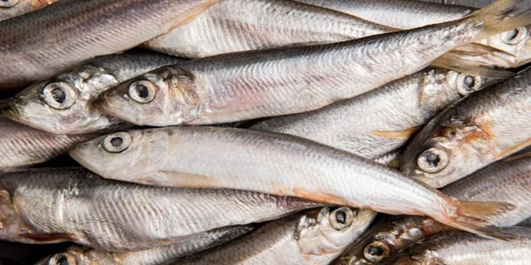 A sardinha é uma boa opção para a saúde - freepik
