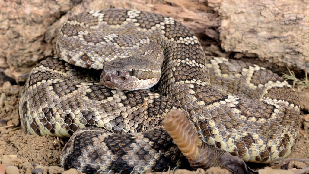 Animais peçonhentos