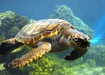 Animais mais lentos do mundo