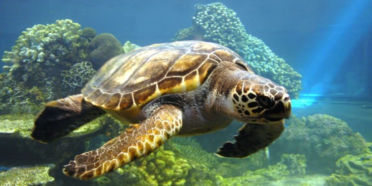 Animais mais lentos do mundo