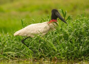 Tuiuiú: beleza, força e mistério da ave-símbolo do Pantanal