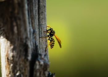 Do medo à ciência: como enxergar as vespas de outra forma