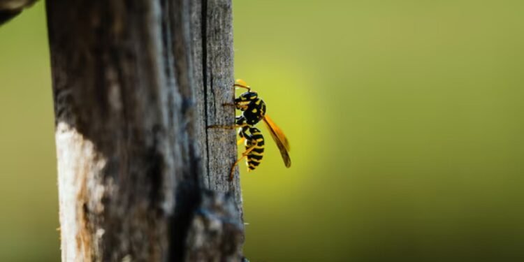 Vespa é um animal importante para a natureza - Freepik