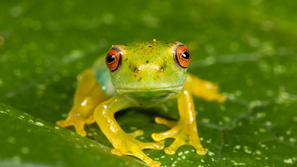 Chegada da primavera