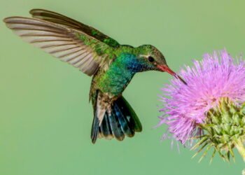 Jardins com plantas nativas tornam-se refúgios naturais para os beija-flores