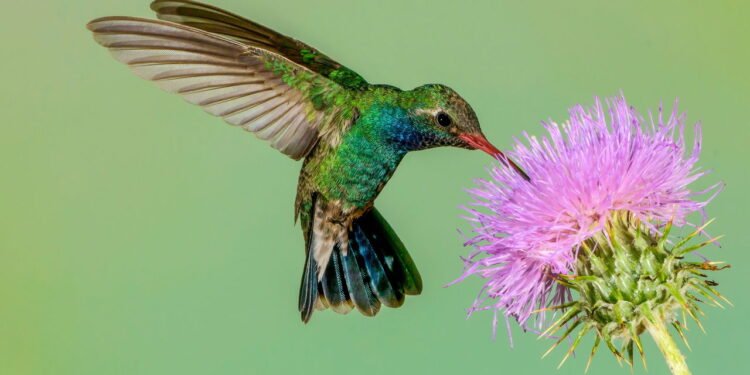 Jardins com plantas nativas tornam-se refúgios naturais para os beija-flores
