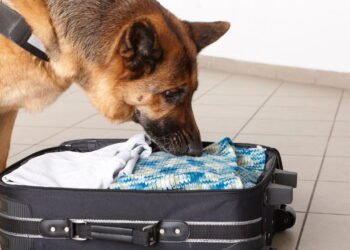 Guia completo para transformar seu pet em um detetive canino