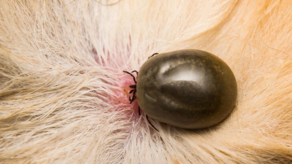 Carrapato em cachorro