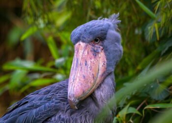A cegonha-bico-de-sapato se destaca com seu bico largo e postura imponente nos pântanos africanos