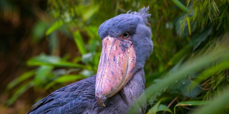 A cegonha-bico-de-sapato se destaca com seu bico largo e postura imponente nos pântanos africanos