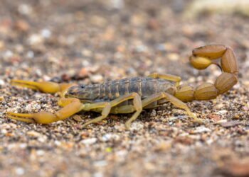 Animais peçonhentos