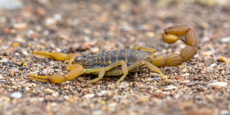 Animais peçonhentos