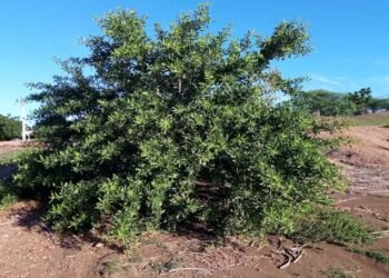 A árvore favela resiste às secas e simboliza a força do semiárido brasileiro