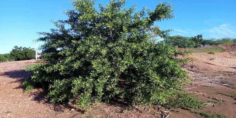A árvore favela resiste às secas e simboliza a força do semiárido brasileiro