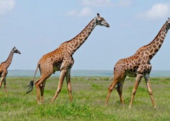 As gigantes da savana que mantêm o equilíbrio da natureza