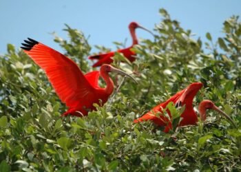 O guará-vermelho é símbolo da biodiversidade de Joinville