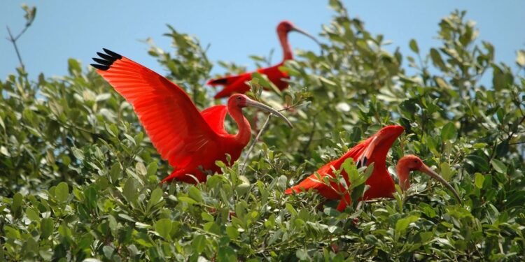 O guará-vermelho é símbolo da biodiversidade de Joinville