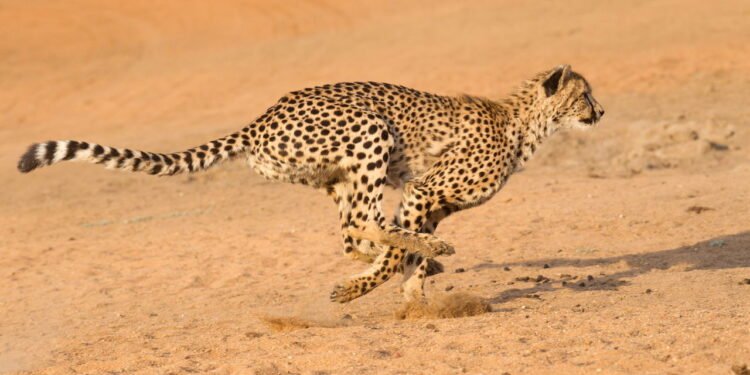 Guepardo