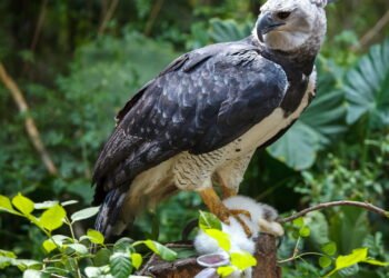 Harpia em destaque: a maior águia do mundo impressiona pelo porte e força