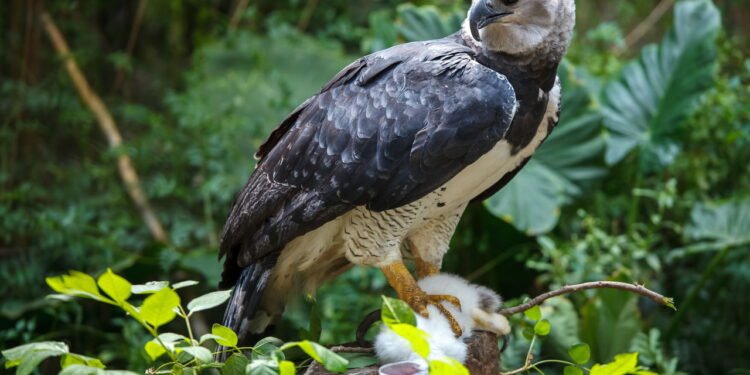 Harpia em destaque: a maior águia do mundo impressiona pelo porte e força