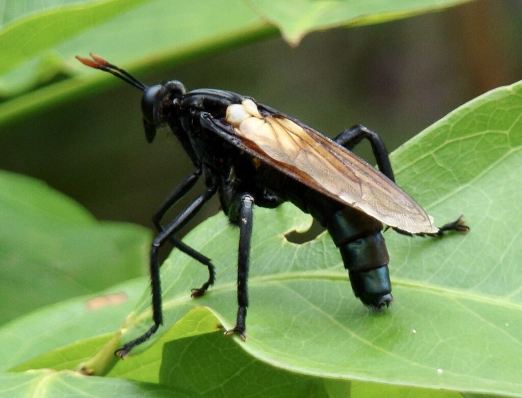 Mosca gigante