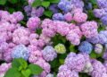 Como cultivar hortênsias e valorizar ambientes internos e externos