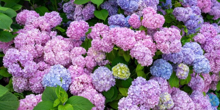 Beleza das hortênsias: cores que transformam ambientes - depositphotos.com/berni0004@yahoo.com