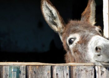 A ameaça ao jumento brasileiro