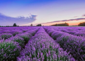Lavanda