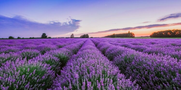 Lavanda