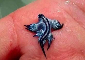 Lesma venenosa na Espanha