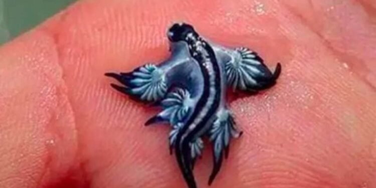 Lesma venenosa na Espanha