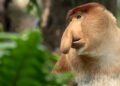 Entre os animais mais feios do mundo, o macaco-narigudo se destaca pelo nariz gigante e jeito curioso