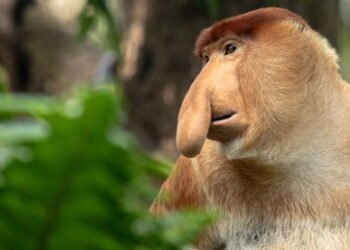 Entre os animais mais feios do mundo, o macaco-narigudo se destaca pelo nariz gigante e jeito curioso